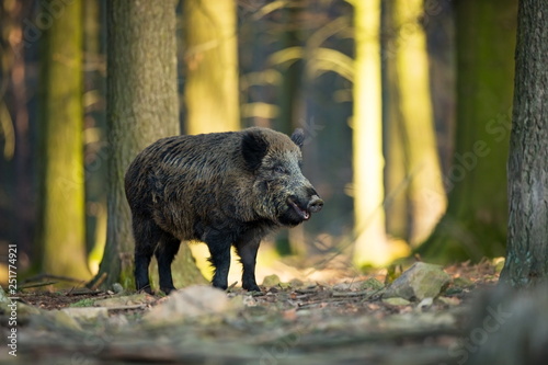 Sus scrofa. The wild nature of the Czech Republic. Free nature. Picture of an animal in nature. Beautiful picture. Animal in the woods. Deep forest. Mysterious Forest. Wild. From animal life. photo