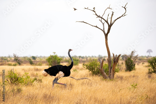 An ostrich in the landscape of the savannah in Kenya