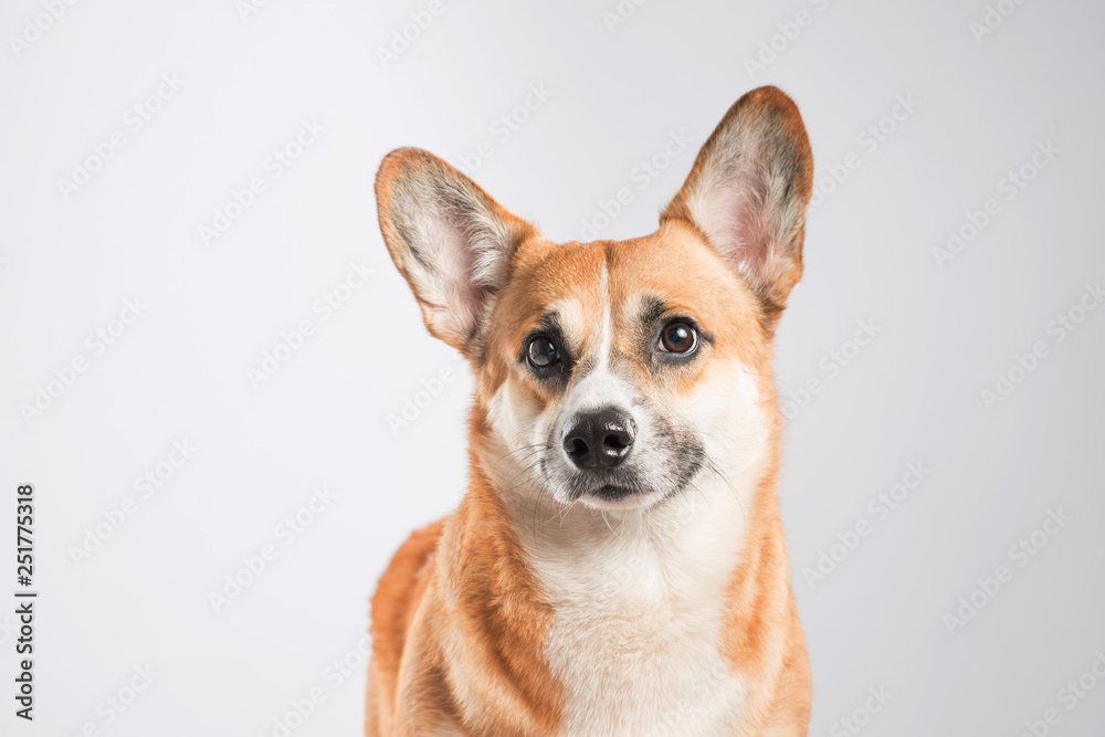 Serious Pembroke Welsh Corgi in studio in front isolated on white background