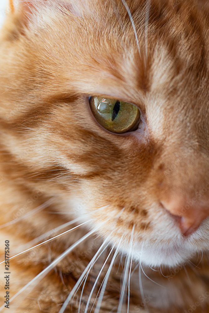 Beautiful red cat. Soft focus, artistic blur.