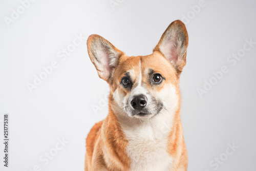 Serious Pembroke Welsh Corgi in studio in front isolated on white background © makistock
