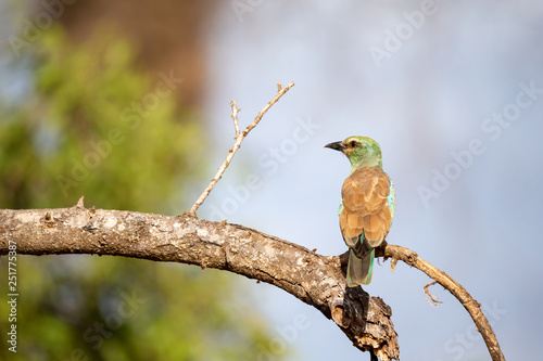 Colorfull bird is sittin on the tree in the savannah in Kenya