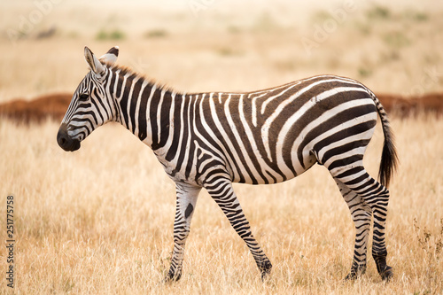 A zebra standing or walking throught the grassland