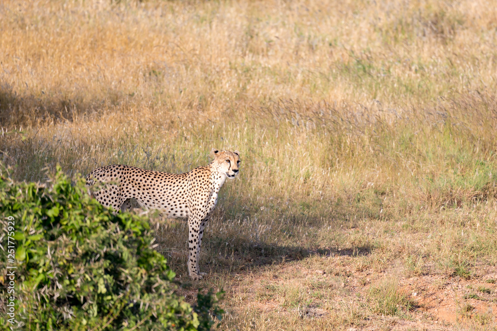 Cheetah in the grassland of the savannah in Kenya Cheetah in the grassland of the savannah in Kenya