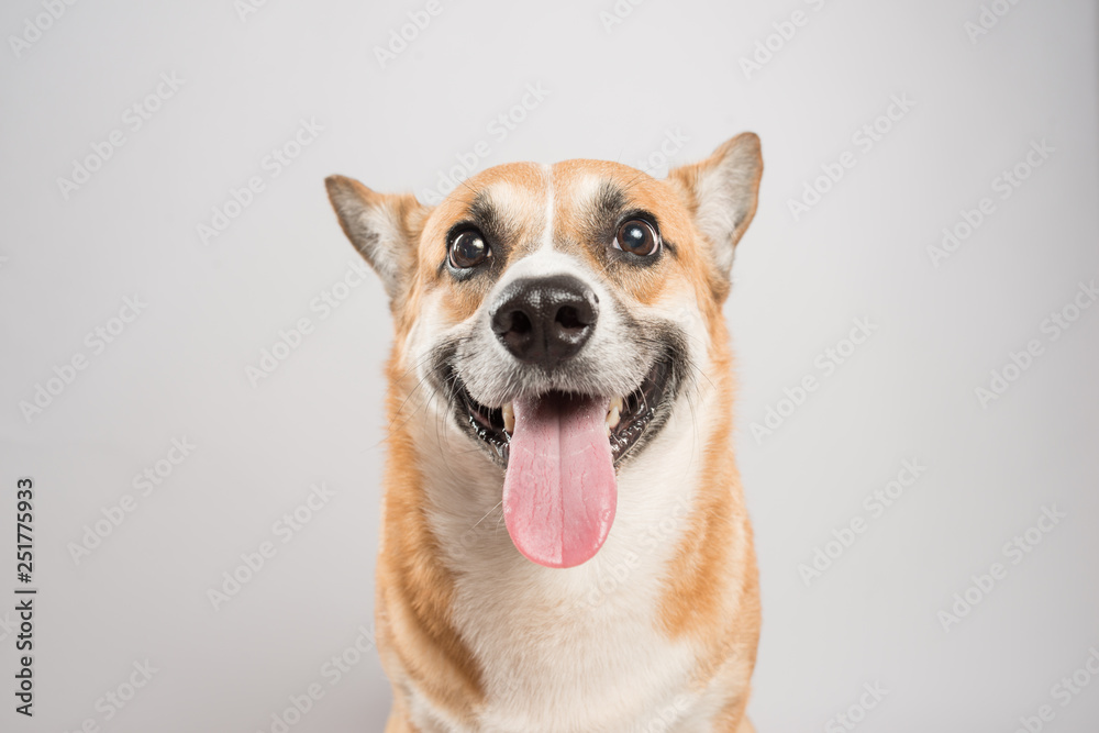 Funny corgi pembroke in studio in front of a white background Funny corgi pembroke in studio in front of a white background