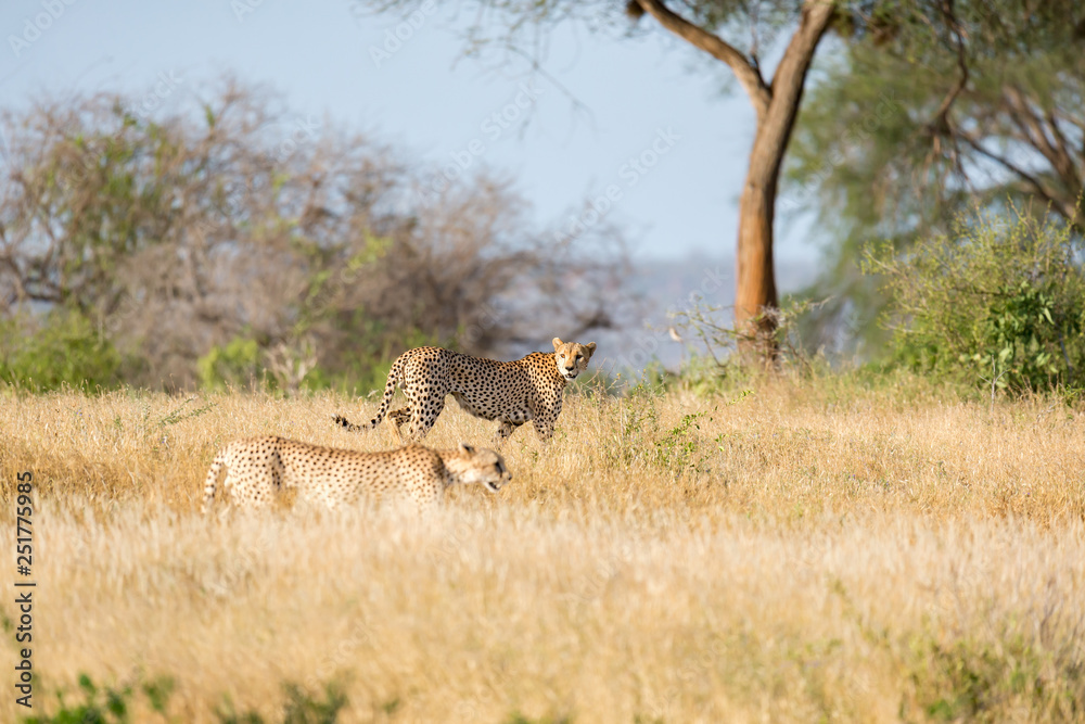Cheetah in the grassland of the savannah in Kenya Cheetah in the grassland of the savannah in Kenya