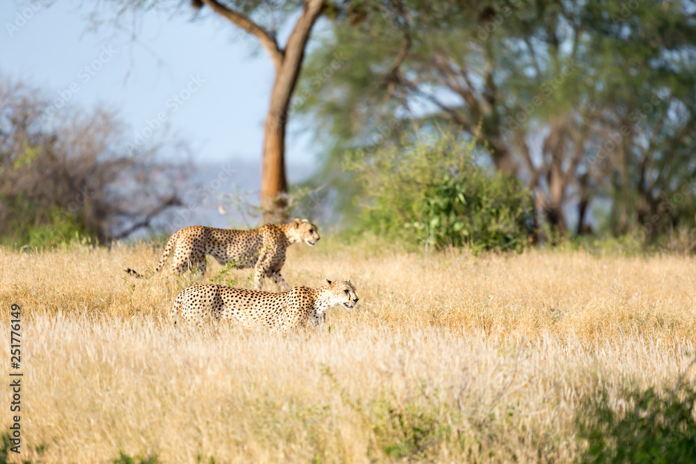 Obraz premium Cheetah in the grassland of the savannah in Kenya