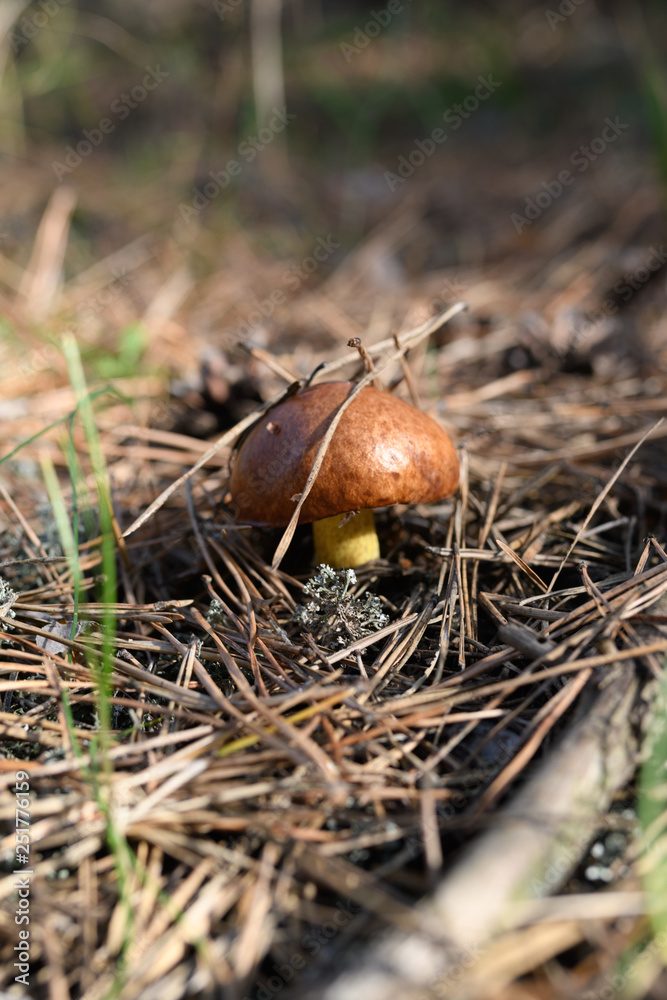 Wild mushrooms in its native growth environment. Wild mushrooms in its native growth environment.