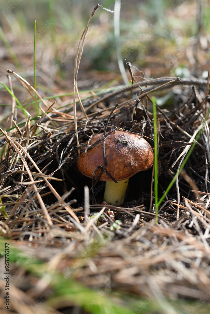 Wild mushrooms in its native growth environment. Wild mushrooms in its native growth environment.