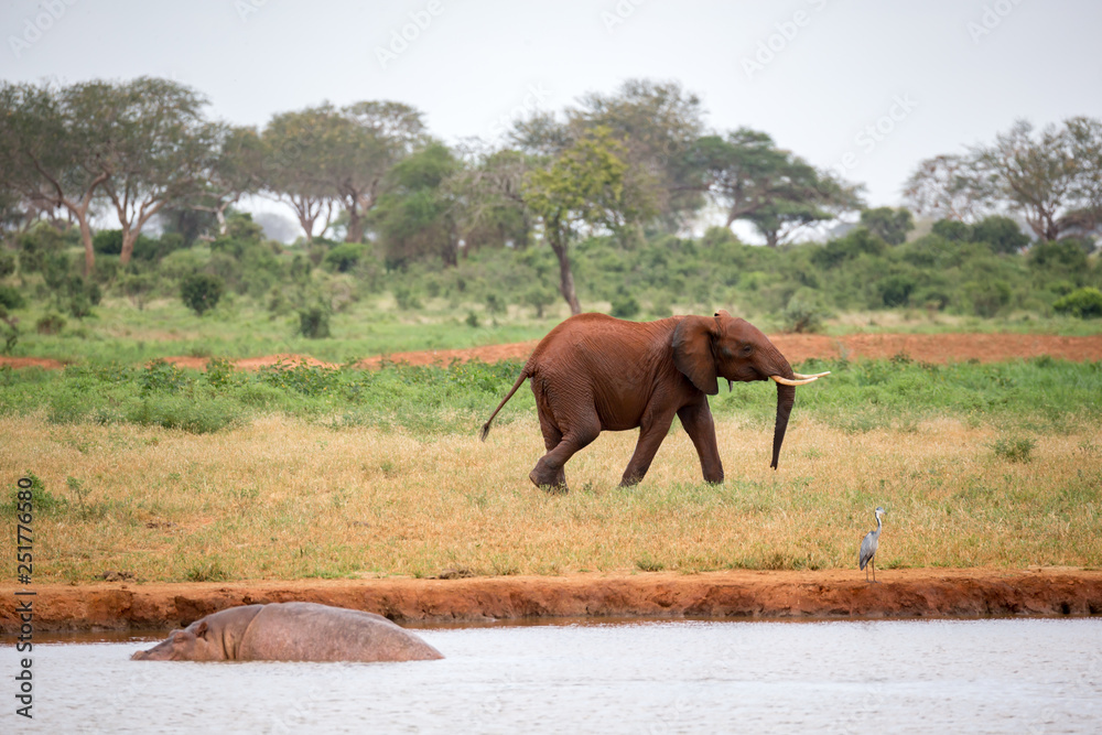 Fototapeta premium A young red elephant is running and playing in the grassland of the savannah