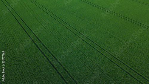 Aerial drone view of green rice field with landscape green pattern nature background. Horizontal