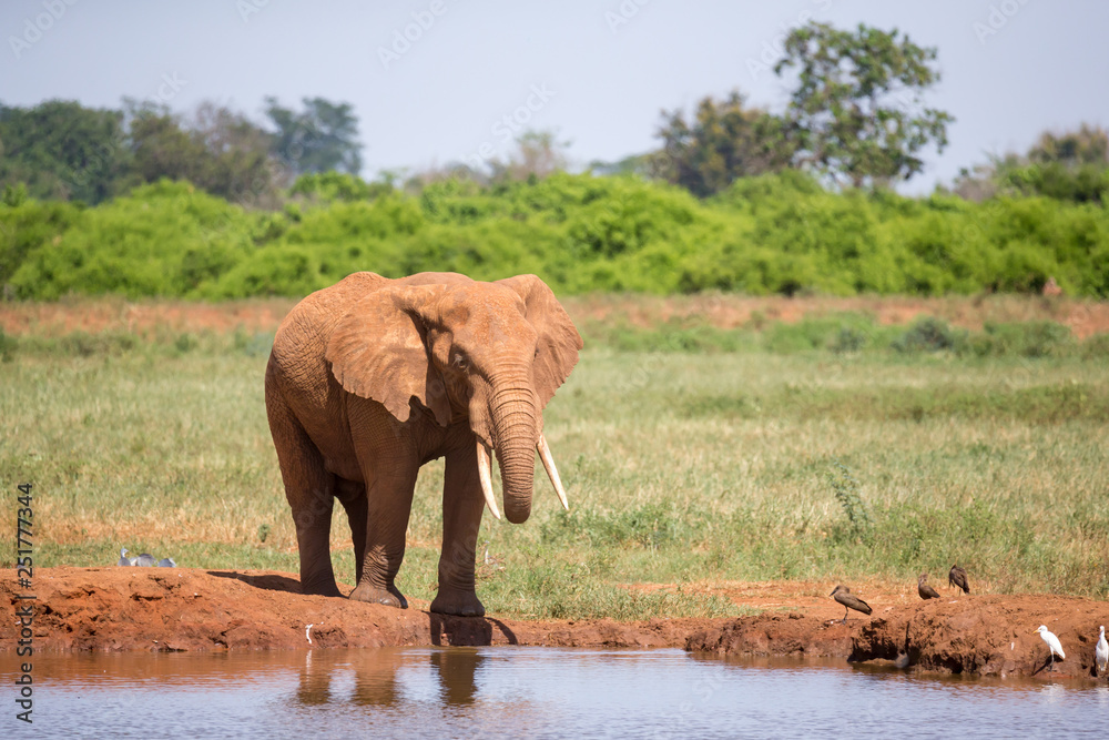A waterhole in the savannah with some red elephants A waterhole in the savannah with some red elephants