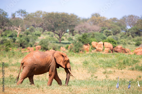 One red elephant is walking in the savannah of Kenya
