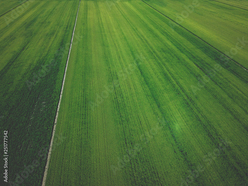 Aerial drone view of green country field with row lines, top view