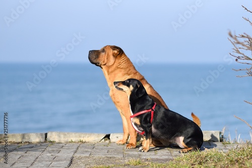 Fototapeta Naklejka Na Ścianę i Meble -  Two dogs red-haired Shar-Pei and a small black dachshund sit and look to one side.