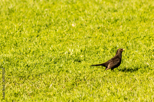 Turdus merula, Blackbird in the grass