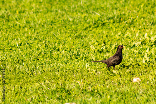 Turdus merula, Blackbird in the grass