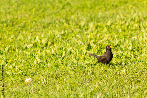 Turdus merula, Blackbird in the grass