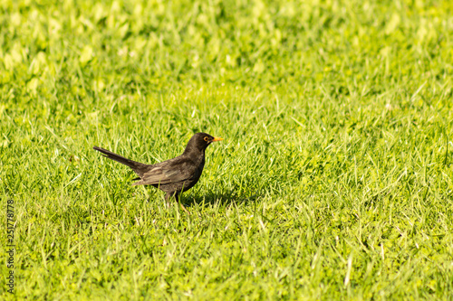 Turdus merula, Blackbird in the grass
