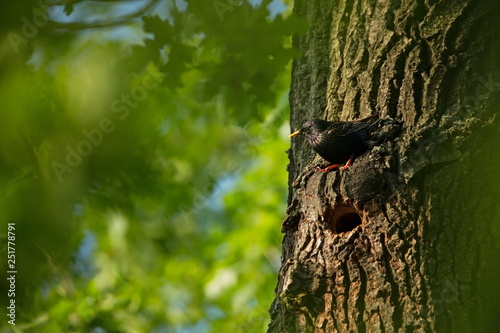 Sturnus vulgaris. The wild nature of the Czech Republic. Free nature. Picture of a bird in nature. Beautiful picture. Bird in the woods. Deep forest. Mysterious Forest. Wild. From bird life. Spring na