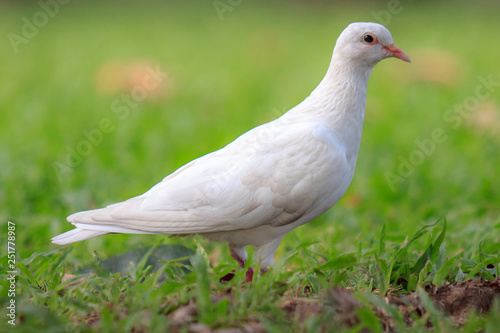 white pigeon on green grass © Phongsak