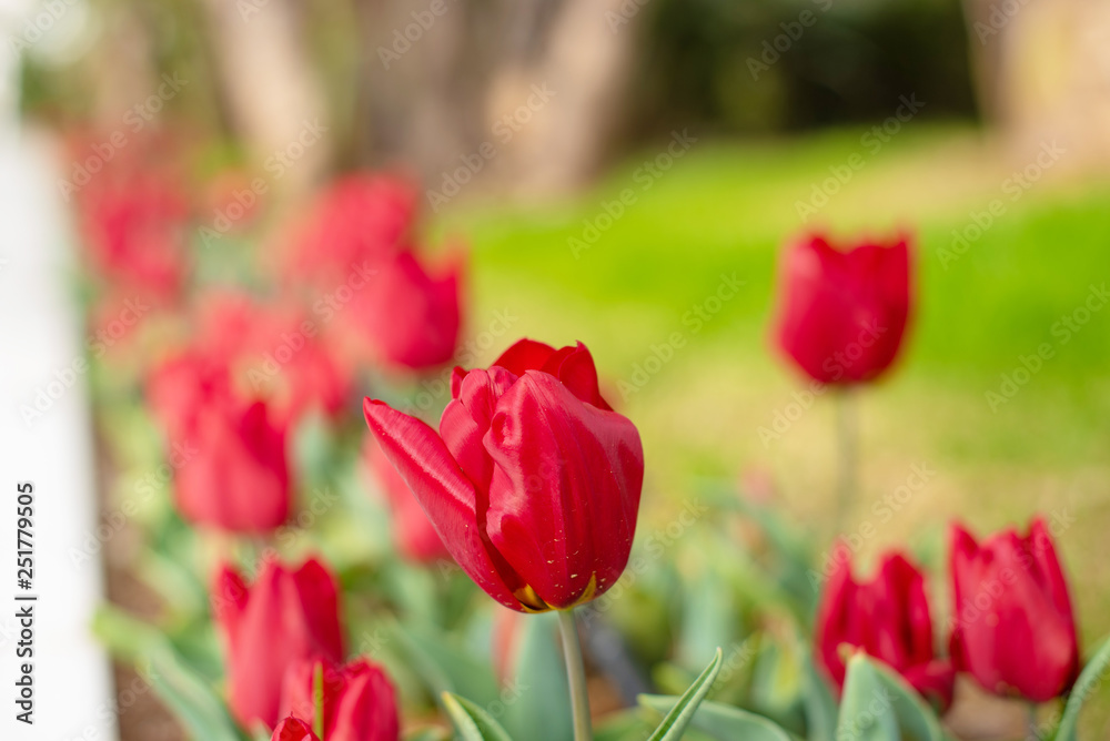 Naklejka premium red tulips on the lawn. selective focus