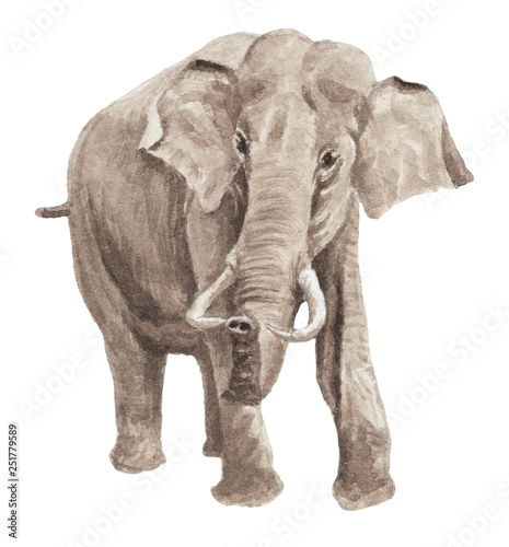 Watercolor illustration - Standing alone elephant