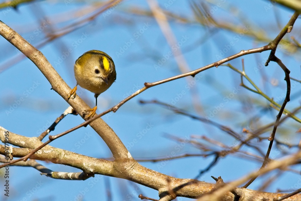 Goldcrest (Regulus regulus) among the branches of a Hawthorn tree, Sussex, UK
