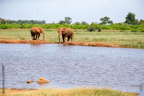 A waterhole in the savannah with some red elephants