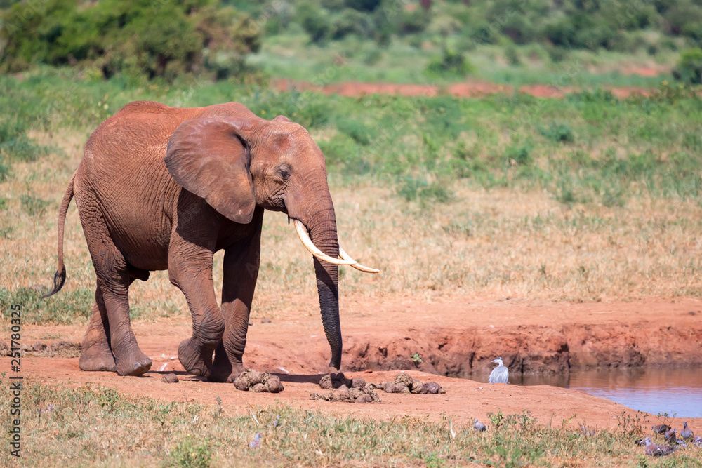 A waterhole in the savannah with some red elephants A waterhole in the savannah with some red elephants