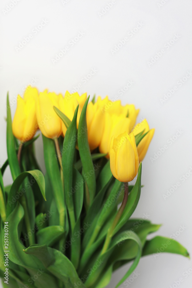 Yellow tulip flowers isolated on white background, for your creative design and decoration Yellow tulip flowers isolated on white background, for your creative design and decoration