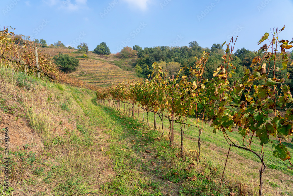 Vineyards in the Park of Curone at fall