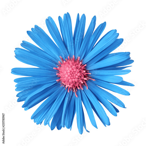 blue pink flower isolated on white background. Close-up. Nature.
