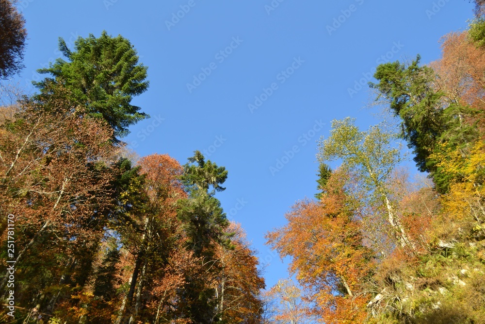 Fototapeta premium Autumn wood