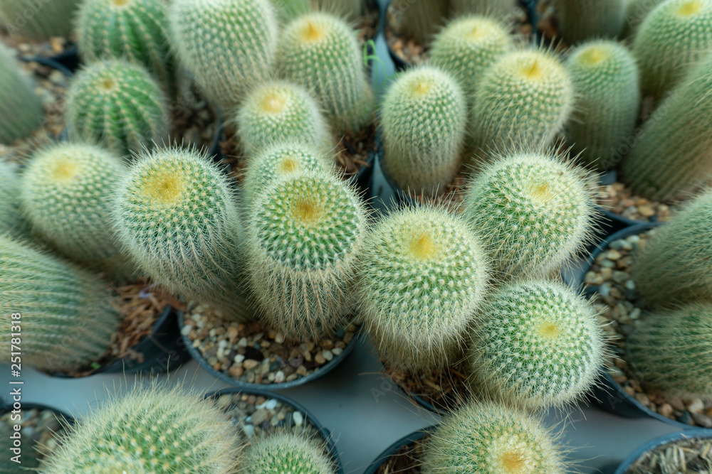 Cactus is a perennial shrub. Cactus is a perennial shrub.