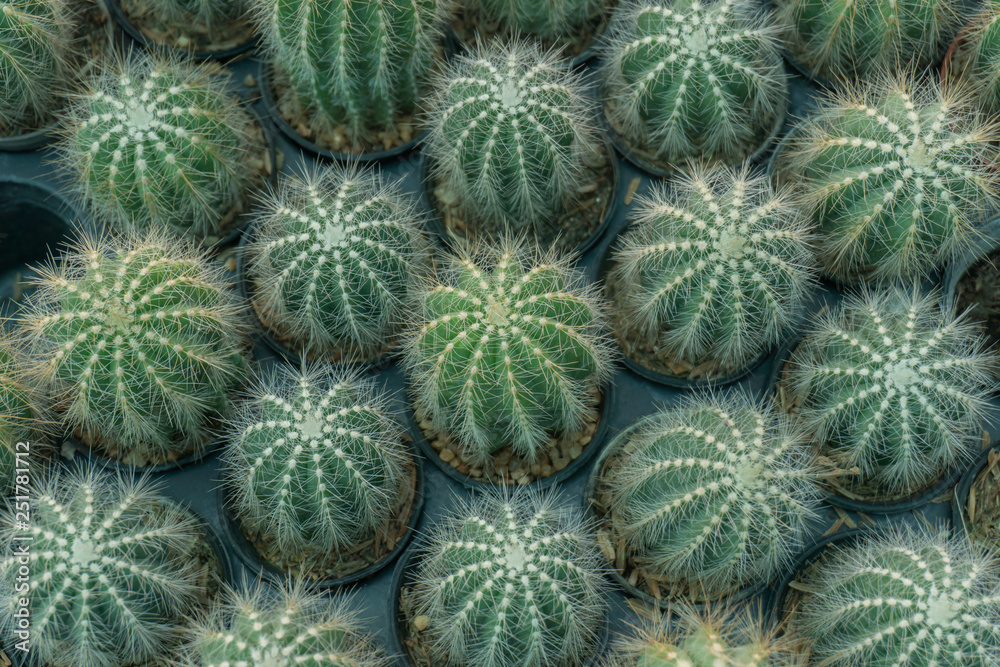 Cactus is a perennial shrub. Cactus is a perennial shrub.
