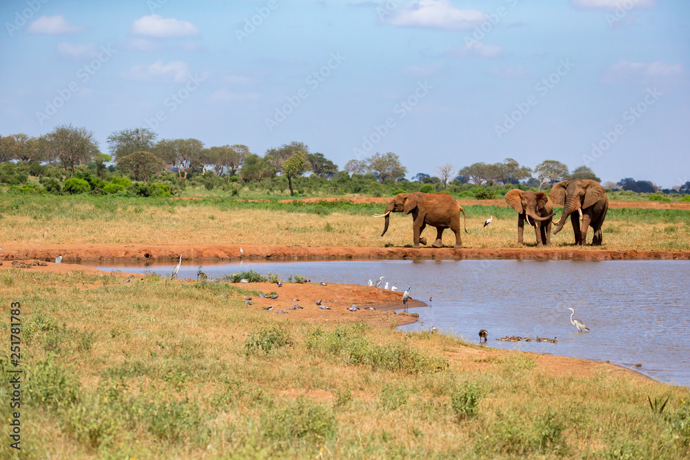 A waterhole in the savannah with some red elephants A waterhole in the savannah with some red elephants