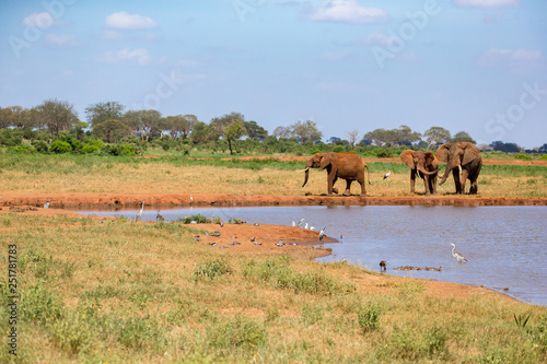 A waterhole in the savannah with some red elephants