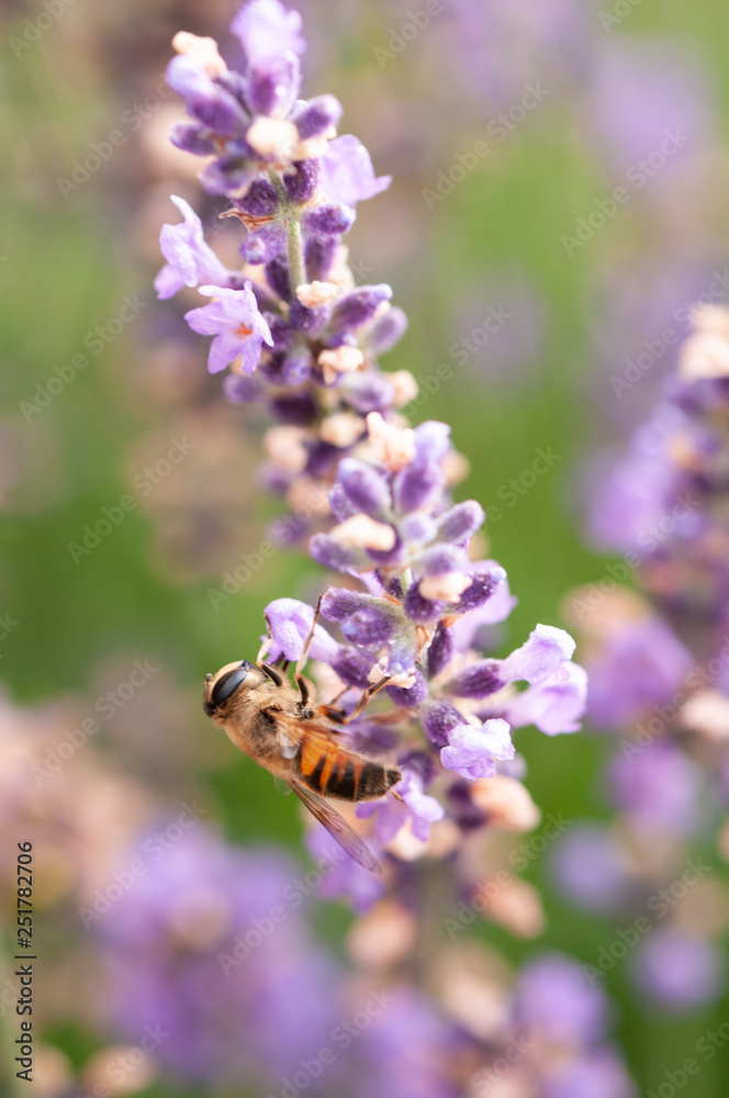 Lavender angustifolia, lavandula in sunlight in herb garden with honey bee