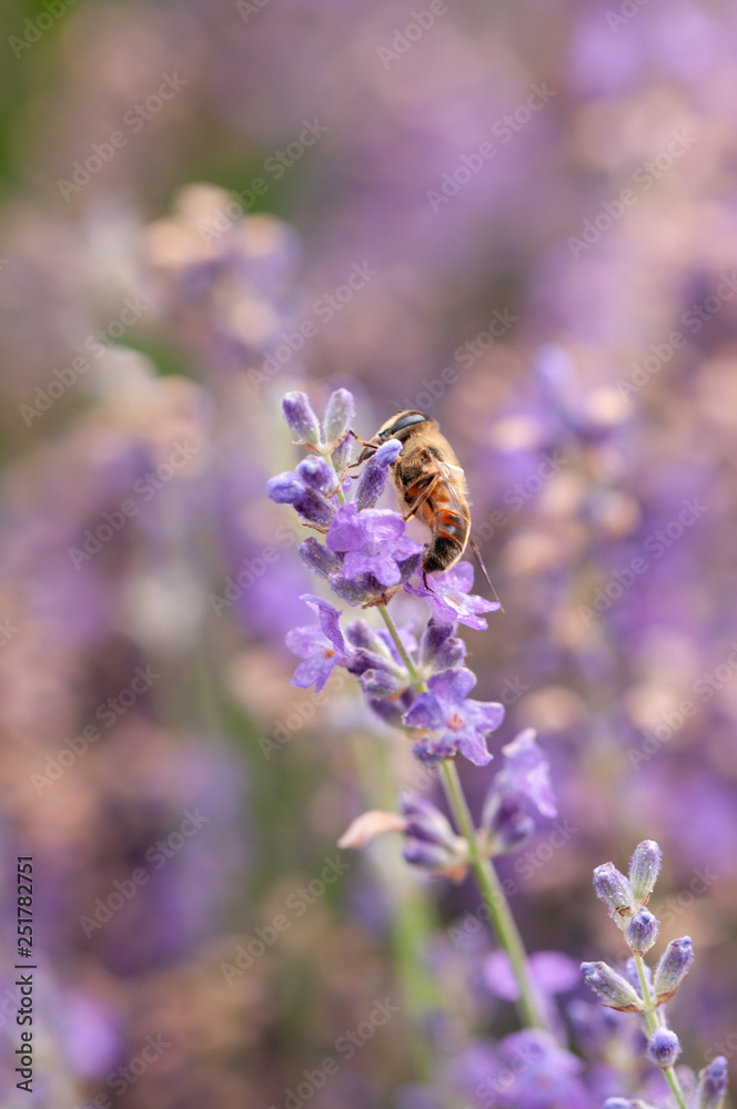 Lavender angustifolia, lavandula in sunlight in herb garden with honey bee Lavender angustifolia, lavandula in sunlight in herb garden with honey bee