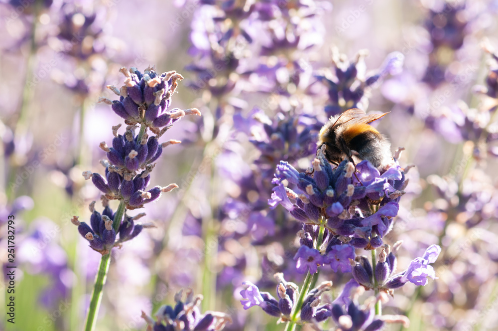 Lavender angustifolia, lavandula in sunlight in herb garden with honey bee Lavender angustifolia, lavandula in sunlight in herb garden with honey bee