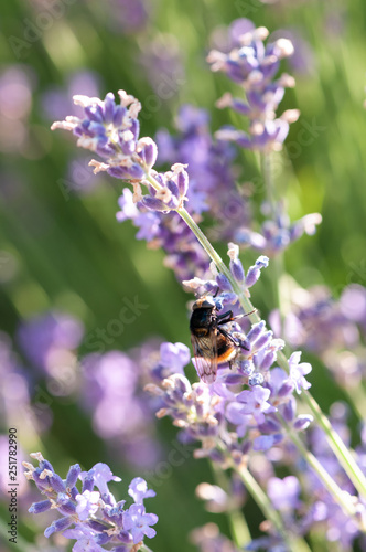 Lavender angustifolia  lavandula in sunlight in herb garden with honey bee