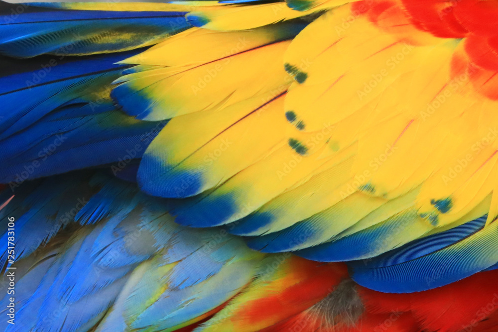 Obraz premium Colorful macaw feathers.