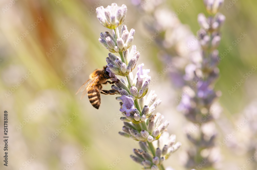 Lavender angustifolia, lavandula in sunlight in herb garden with honey bee Lavender angustifolia, lavandula in sunlight in herb garden with honey bee