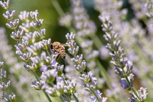 Lavender angustifolia, lavandula in sunlight in herb garden with honey bee