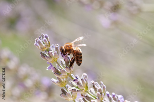 Lavender angustifolia, lavandula in sunlight in herb garden with honey bee © diwali