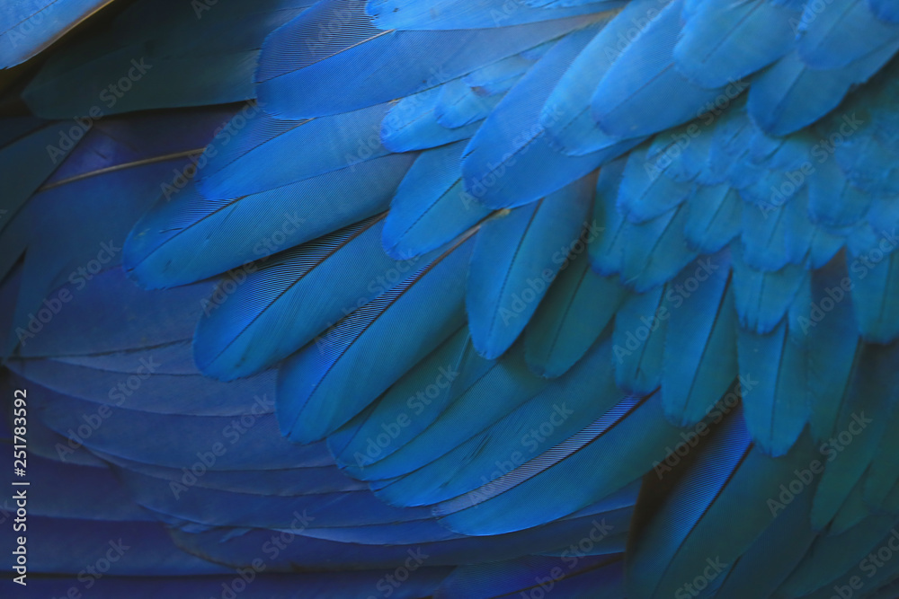 Obraz premium Beautiful blue macaw feathers.