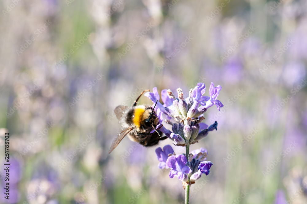 Lavender angustifolia, lavandula in sunlight in herb garden with honey bee