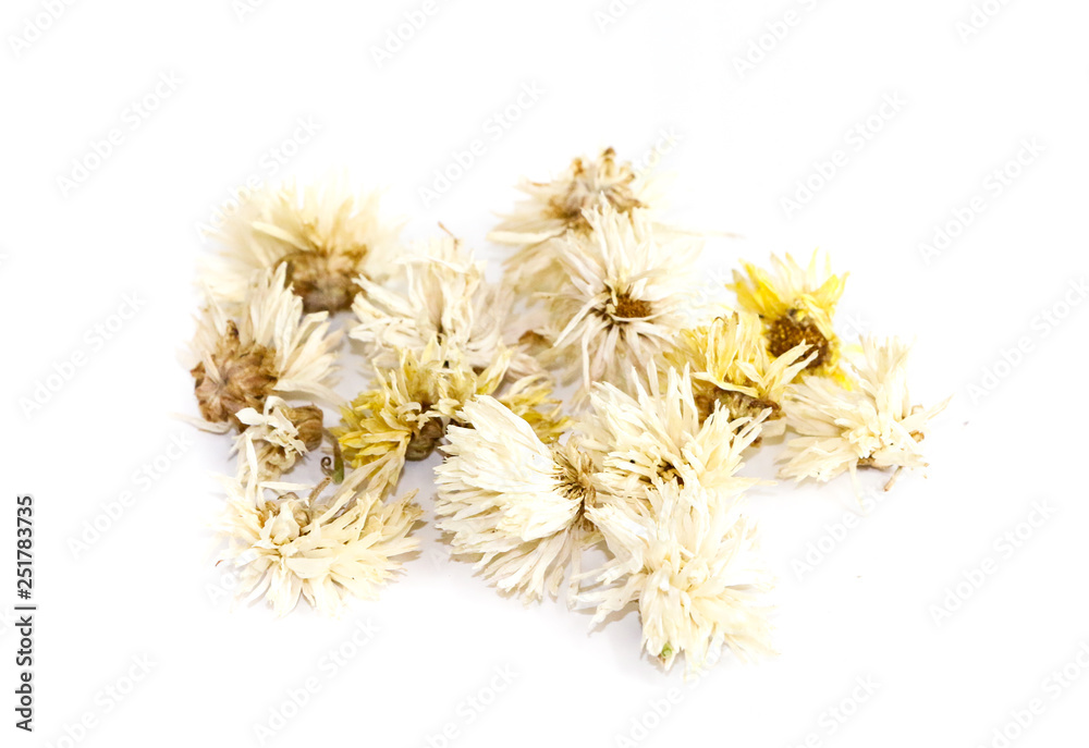 Obraz premium Chrysanthemum Close up white background