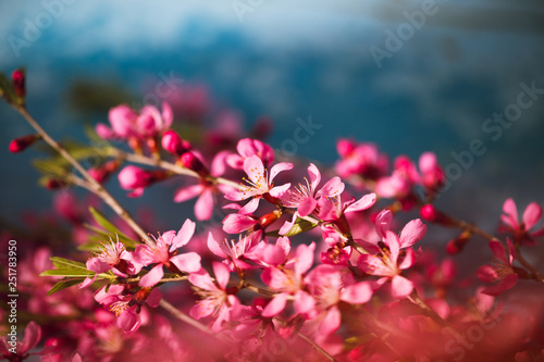 Spring flowering branches  pink flowers on a blue background
